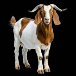 Bakra Packages