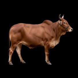Cow Share Packages