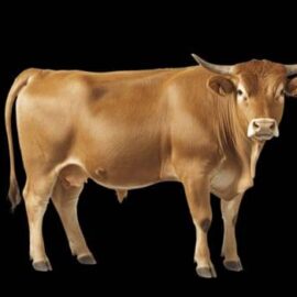 Bull Share Packages
